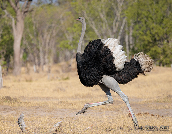 Ostrich