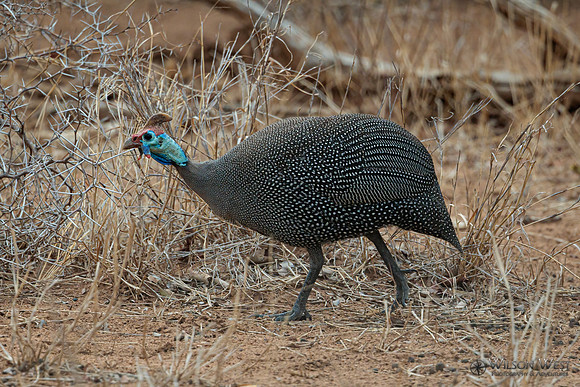 Helmeted Guineafowl