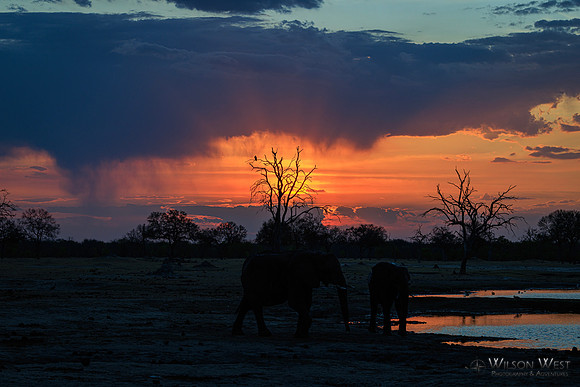 Sunset, Elephants