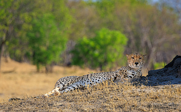 Cheetah