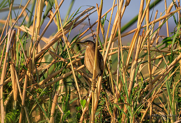 Little Bittern