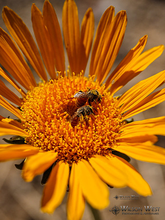 Sunray and Bee