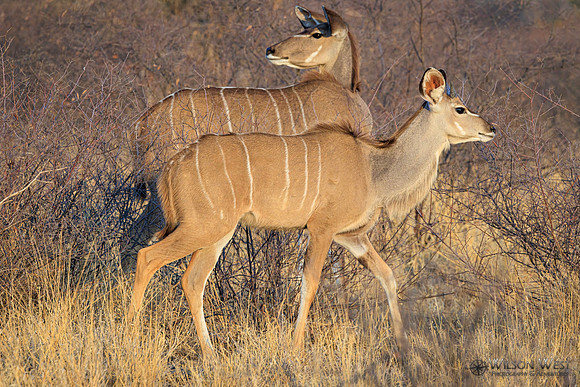 Greater Kudu