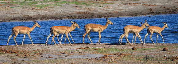 Impala