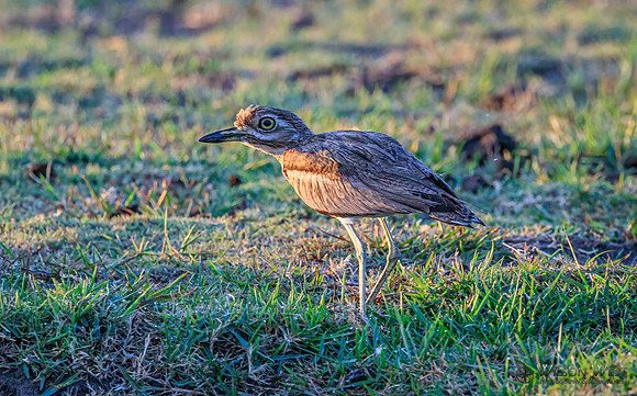 Thick-knee