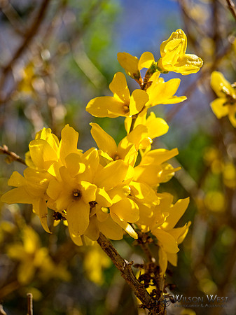 Forsythia