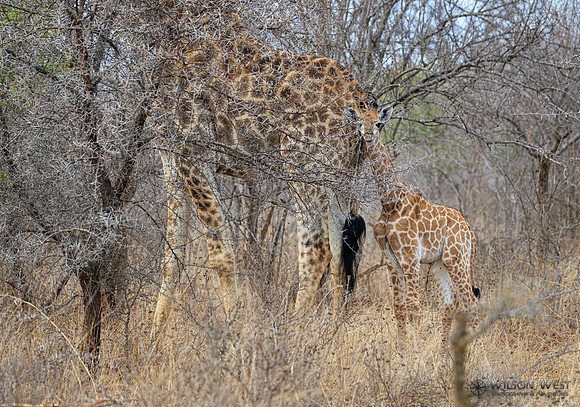 Giraffe