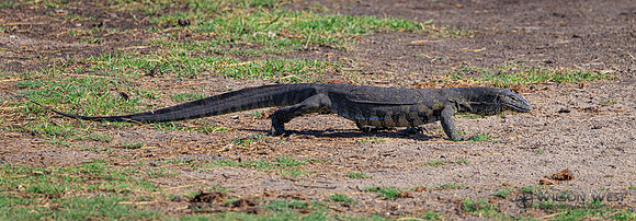 Water Monitor