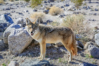 Death Valley 1-2016