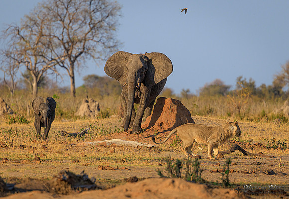 Lion, Elephant