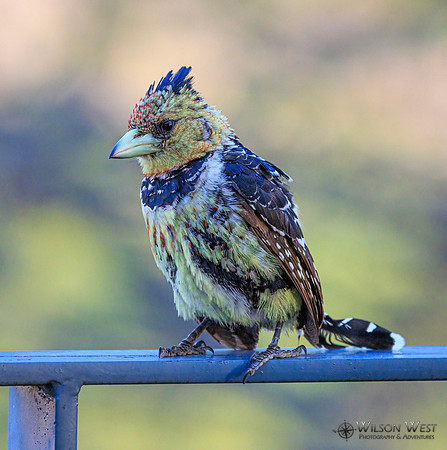 Crested Barbet