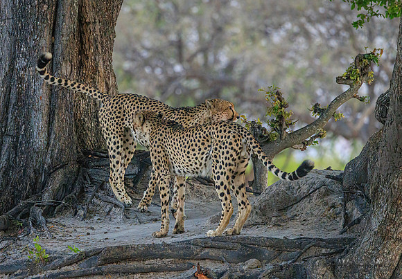 Cheetah