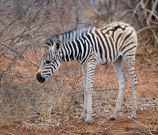 Burchell's Zebra