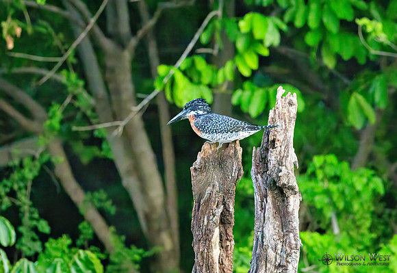 Giant Kingfisher