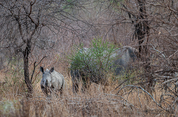 White Rhinoceros