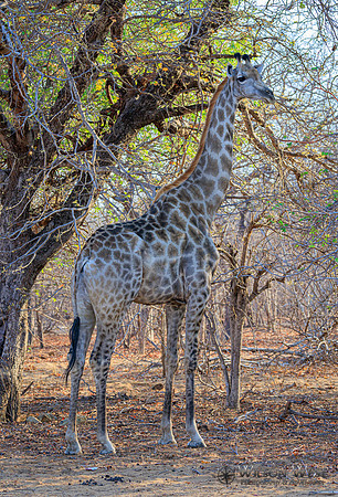 Giraffe