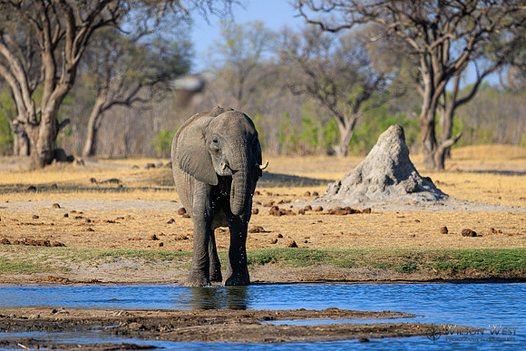 Elephant