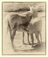 Oatman & Kelso 3-2013