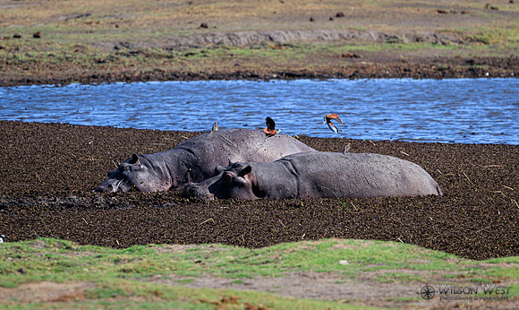 Hippopotamus