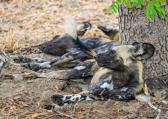 African Wild Dog