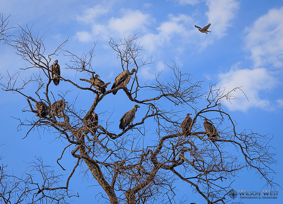 White-backed Vulture
