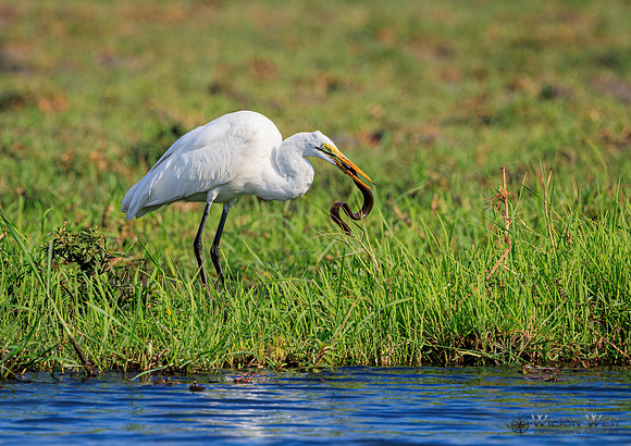 Great Egret