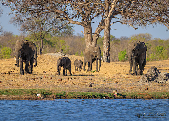 Elephant