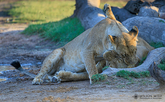 Lion