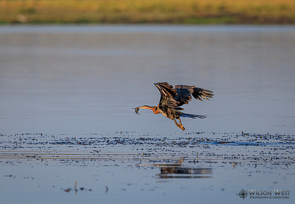 African Darter