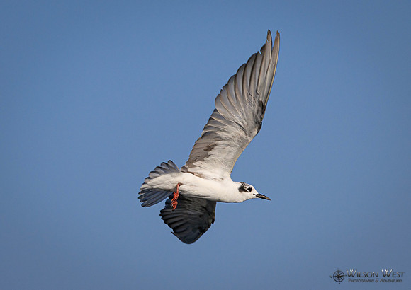 Whiskered Tern