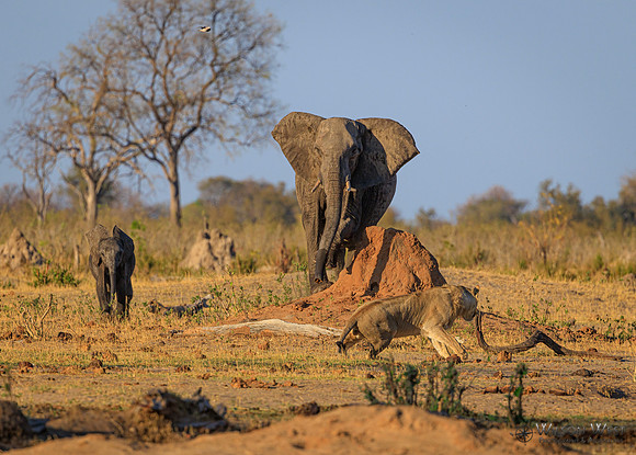 Lion, Elephant
