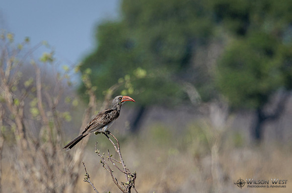 Red-billed Hornbill