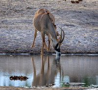 Roan Antelope