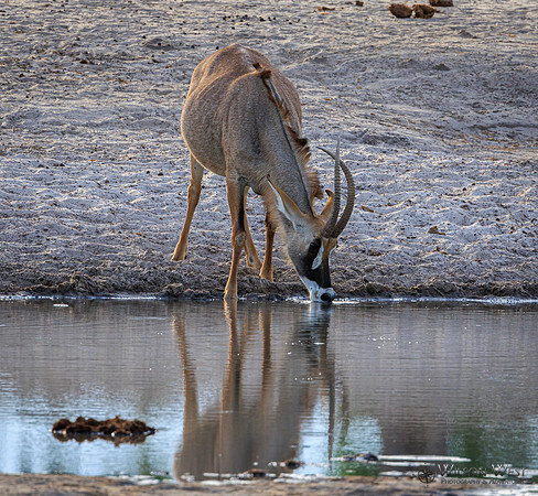 Roan Antelope