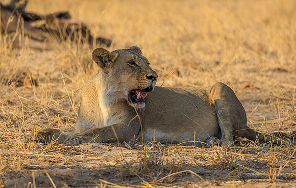 Lion