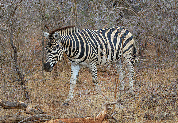 Burchell's Zebra