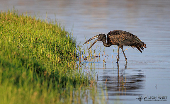 Openbill Stork