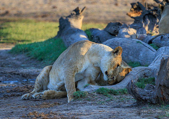 Lion