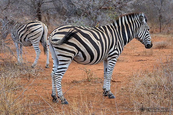 Burchell's Zebra