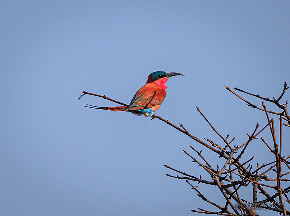 Carmine Bee-eater