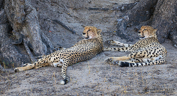 Cheetah