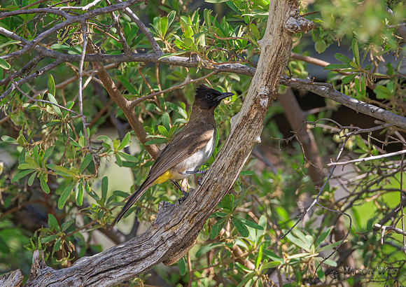 Dark-capped Bulbul