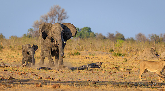 Lion, Elephant