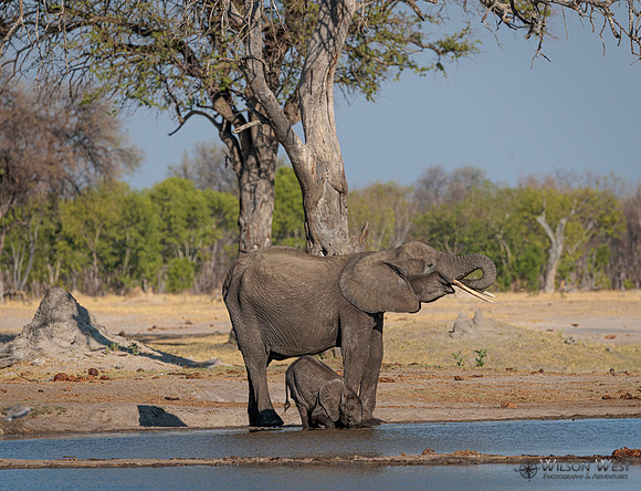 Elephant