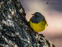 Primm Forest Preserve 5-22-2021