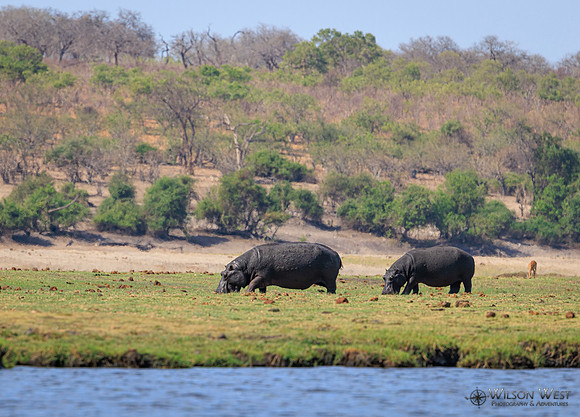 Hippopotamus