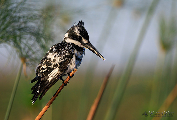 Pied Kingfisher