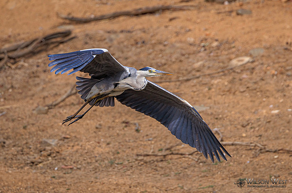 Gray Heron