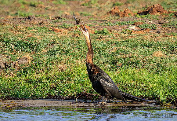 African Darter