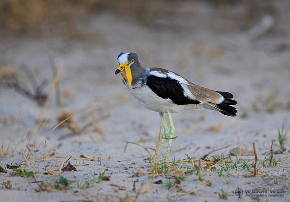 White-crowned Lapwing